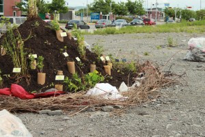 Figure 1, Douglas Scholes et Nicole Fournier, De fond en comble, site principal, 2012.