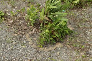 Figure 11, Douglas Scholes et Nicole Fournier Médiation #1 Révéler le changement, 2012.