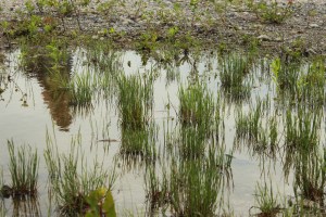 Figure 12, Douglas Scholes et Nicole Fournier Médiation #1 Révéler le changement, 2012.