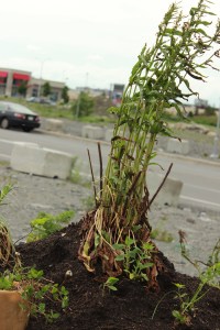 Figure 5, Douglas Scholes et Nicole Fournier, De fond en comble, site principal, 2012.