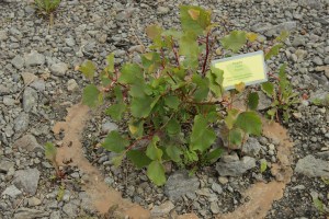 Figure 6, Douglas Scholes et Nicole Fournier Médiation #1 Révéler le changement, 2012.